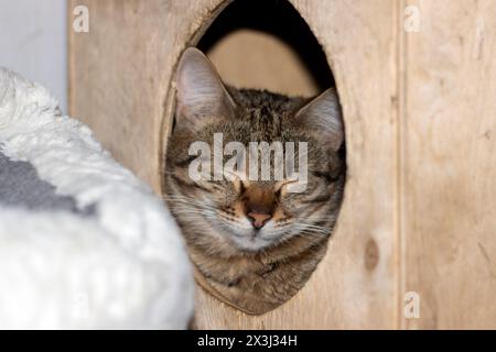 Ein Felidae, fleischfressendes Landtier, die Katze mit Whiskern, schläft in einem hölzernen Katzenhaus mit Fenster und zeigt sein kleines bis mittelgroßes Stockfoto