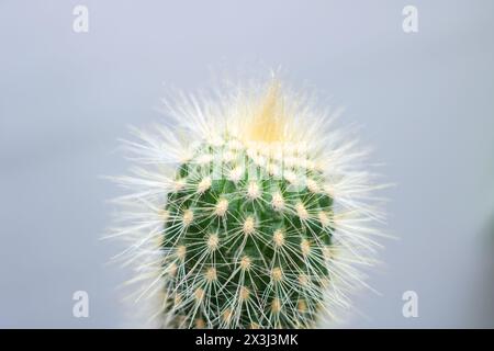 Eine Nahaufnahme eines Kaktusses, einer Landpflanze mit komplizierter Symmetrie, vor einem scharf weißen Hintergrund. Eine wunderschöne Darstellung der Natur Stockfoto