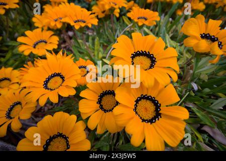 Gazania in Blüte, beleuchtet von der Sonne Stockfoto