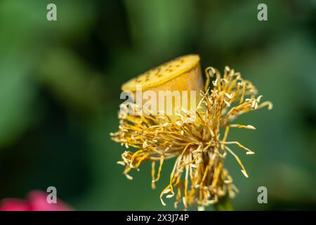 lotus mit gelbem Zentrum und braunen Stielen. Die Blüte ist verwelkt und hat braune Spitzen. Stockfoto