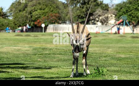 Ein einsamer Oryx, der durch einen grasbewachsenen Spielplatz läuft und dahinter Kinder spielt, in Oranjemund. Stockfoto