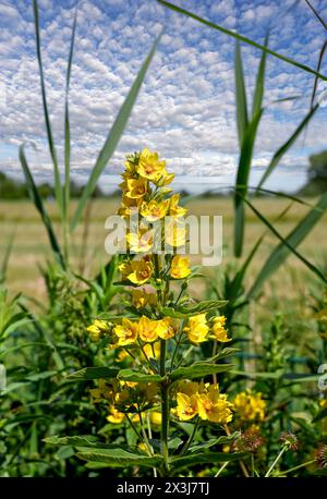 Gepunktete Loosestreit bzw. Lysimachia punctata, Niederrhein, Deutschland Stockfoto