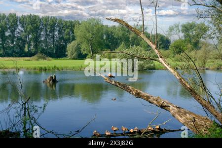 Teich im Naturschutzgebiet Urdenbacher Kaempe an der Rheinaue mit Ruddy-Schutzente bzw. Tadorna ferruginea, Düsseldorf, Deutschland Stockfoto