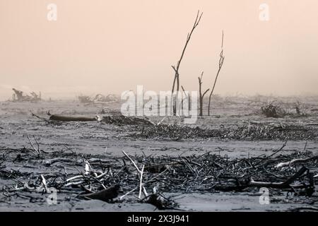 Eine verstörende Szene der Verwüstung mit Treibholz, einige aufrecht, vom Orange River heruntergebracht und am Strand abgelegt, durch den Nebel zu zeigen. Stockfoto