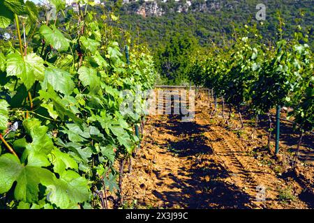 Die Reihen der Rebstöcke im Weinberg sind Trauben mit grünem Laub im Frühjahr Stockfoto