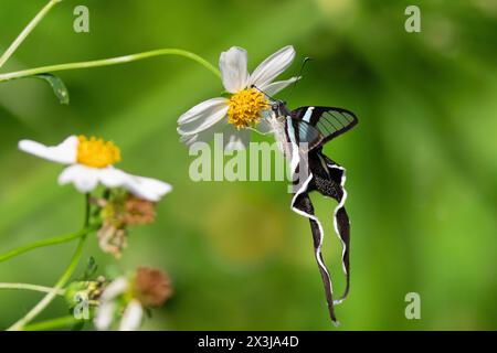 Der anmutige Grüne Libellenschwanzfalter Lamproptera meges fliegt auf einer Wiese und sammelt Pollen auf wildem Gänseblümchen, Thailand. Stockfoto