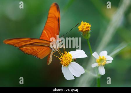 Seitenansicht eines Julia Heliconian (Dryas iulia) Schmetterlings, der Pollen auf wilden Gänseblümchen sammelt. Stockfoto