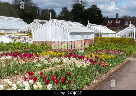 West Dean Gardens im Frühling mit farbenfrohen Tulpen und historischen Gewächshäusern im April, West Sussex, England, Großbritannien Stockfoto