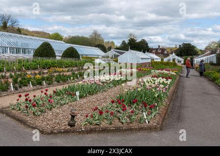 West Dean Gardens im Frühling mit farbenfrohen Tulpen und historischen Gewächshäusern im April, West Sussex, England, Großbritannien Stockfoto