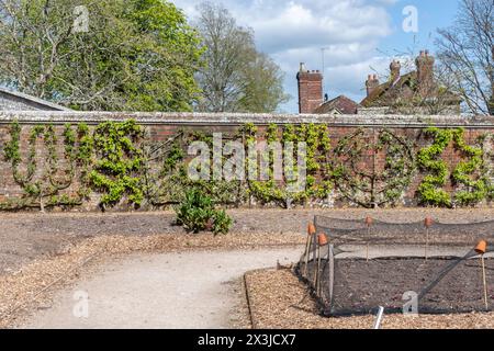 Obstbäume trainiert gegen die Küchengartenwand in West Dean Gardens, West Sussex, England, Großbritannien. Spalier trainierte Bäume flach an der Wand Stockfoto