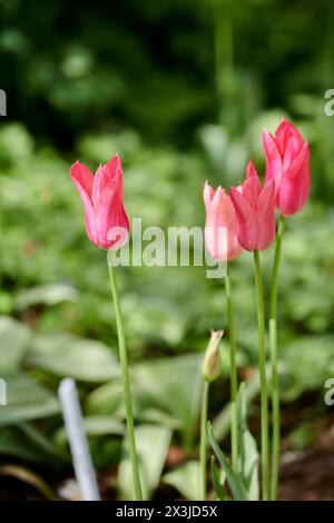 Wunderschöne pinkfarbene Tulpen blühen in einem üppig grünen Garten mit einer Mischung aus Wildblumen und Laub Stockfoto