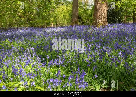 Bluebells im Hatchlands Park in Surrey, England, Großbritannien, im Frühjahr oder April Stockfoto