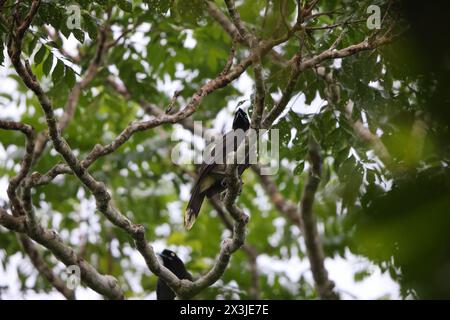 Der azurnappige jay (Cyanocorax heilprini) ist eine Vogelart aus der Familie der Corvidae. Dieses Foto wurde in Kolumbien aufgenommen. Stockfoto