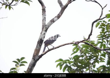 Der azurnappige jay (Cyanocorax heilprini) ist eine Vogelart aus der Familie der Corvidae. Dieses Foto wurde in Kolumbien aufgenommen. Stockfoto