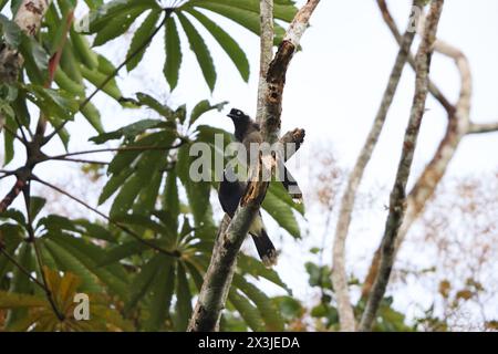 Der azurnappige jay (Cyanocorax heilprini) ist eine Vogelart aus der Familie der Corvidae. Dieses Foto wurde in Kolumbien aufgenommen. Stockfoto