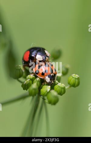 Harlequin Marienkäfer (Harmonia axyridis) paart mit einem Eyed Marienkäfer (Anatis ocellata) England, Vereinigtes Königreich Stockfoto