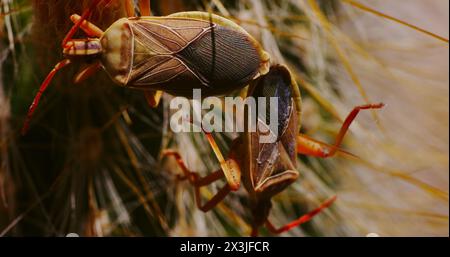 Kaktuskäfer (Cactus coreid) paaren sich auf einem silbernen Fackelkaktus. Stockfoto