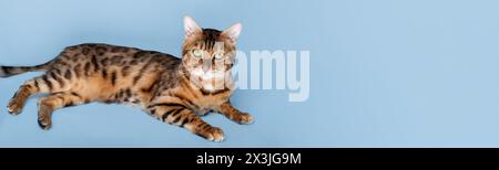 Die bengalische Katze liegt auf blauem Hintergrund. Porträt einer isolierten roten Katze. Kopierbereich. Stockfoto