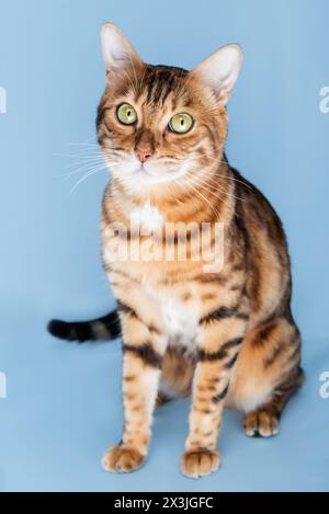 Lange bengalische Katze auf blauem Hintergrund. Porträt einer isolierten roten Katze. Stockfoto