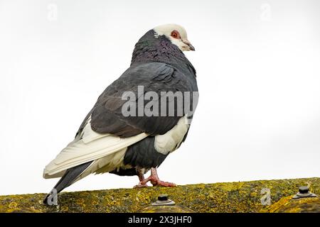 Weiße schwarze Taube auf dem Dachrücken Stockfoto