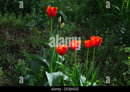 Ein Blick auf eine schöne Ecke eines Gartens mit blühenden roten Tulpen in verschiedenen Phasen der Blüte, Sofia, Bulgarien Stockfoto