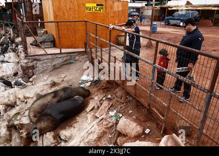 Chilenische Touristen, die weibliche südamerikanische Seelöwen (Otaria flavescens) beobachten, die am Ufer im Fischereihafen Arica, Chile schlafen Stockfoto