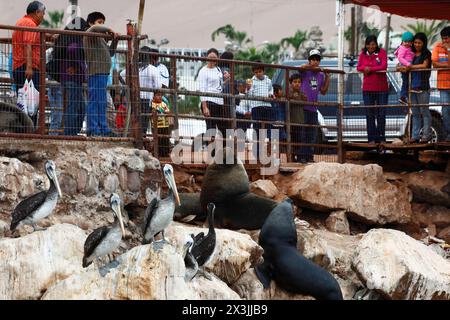 Chilenische Familien, die männliche südamerikanische Seelöwen (Otaria flavescens) und peruanische Pelikane (Pelecanus thagus) im Fischereihafen Arica (Chile) beobachten Stockfoto