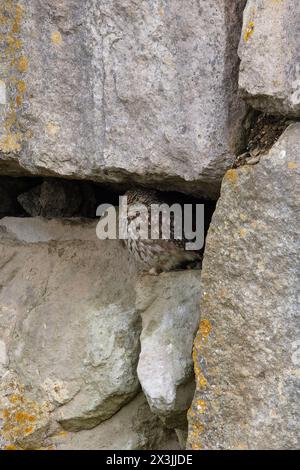 Little Owl (Athene noctua) im April 2024 in Portland Dorset Stockfoto