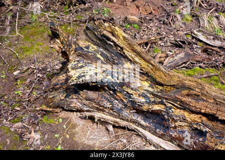 Nahaufnahme zeigt einen großen, umgefallenen Baumstamm, der auf einem Waldboden verrotten kann, wobei der natürliche Prozess das Holz verrotten lässt. Stockfoto