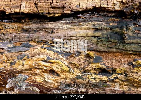 Nahaufnahme mit einem Abschnitt eines großen, umgefallenen, verrottenden Baumstamms, der die Muster und Details des natürlichen Prozesses hervorhebt. Stockfoto