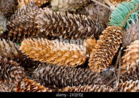 Sitka-Fichte (picea sitchensis), Nahaufnahme einer Gruppe von gefallenen Kegeln, die auf dem Boden unter einem Baum liegen. Stockfoto