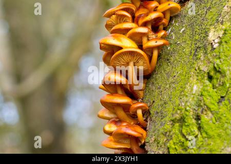 Samtschnecke oder Winterpilz (Flammulina velutipes), Nahaufnahme einer großen Gruppe von Fruchtkörpern des gewöhnlichen Pilzes, die auf einem toten Baum wachsen. Stockfoto