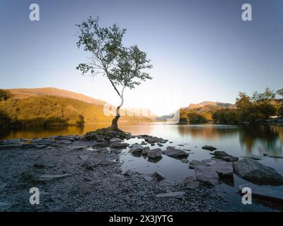 Das Meisterwerk der Natur: Erleben Sie die ruhige Schönheit des einsamen Wanaka-Baumes vor der Kulisse eines atemberaubenden Sonnenuntergangs am See. Stockfoto