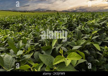 Sonnenuntergangshimmel und grüne Sojabohnenplantage im ländlichen Gebiet Brasiliens Stockfoto