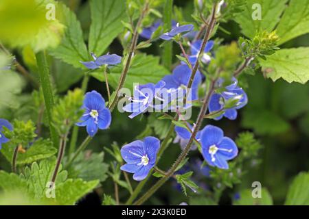 Wildblumen zur Blütezeit der Gamander-Ehrenpreis zur Blütezeit im Mai *** Wildblumen in Blüte Speedwell in Blüte im Mai Stockfoto