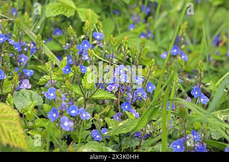 Wildblumen zur Blütezeit der Gamander-Ehrenpreis zur Blütezeit im Mai *** Wildblumen in Blüte Speedwell in Blüte im Mai Stockfoto