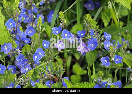 Wildblumen zur Blütezeit der Gamander-Ehrenpreis zur Blütezeit im Mai *** Wildblumen in Blüte Speedwell in Blüte im Mai Stockfoto