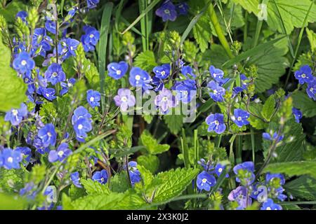 Wildblumen zur Blütezeit der Gamander-Ehrenpreis zur Blütezeit im Mai *** Wildblumen in Blüte Speedwell in Blüte im Mai Stockfoto