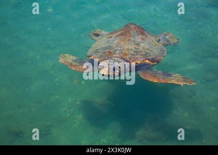 Karettschildkröte (Caretta Caretta) in Harbour, Kastellorizo (Megisti) Island, Dodecanese Group, Griechenland Stockfoto