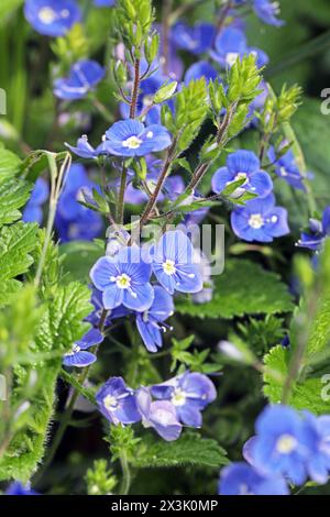 Wildblumen zur Blütezeit der Gamander-Ehrenpreis zur Blütezeit im Mai *** Wildblumen in Blüte Speedwell in Blüte im Mai Stockfoto