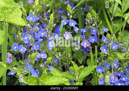 Wildblumen zur Blütezeit der Gamander-Ehrenpreis zur Blütezeit im Mai *** Wildblumen in Blüte Speedwell in Blüte im Mai Stockfoto