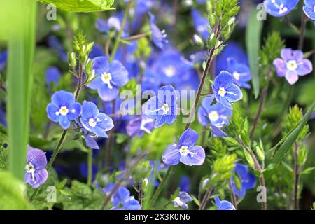 Wildblumen zur Blütezeit der Gamander-Ehrenpreis zur Blütezeit im Mai *** Wildblumen in Blüte Speedwell in Blüte im Mai Stockfoto