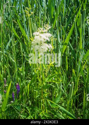 Tiefwinkelnaher Blick auf die weiß blühende Wiesensüße (lat: Filipendula ulmaria) unter anderen Wiesenpflanzen in bayern. Stockfoto