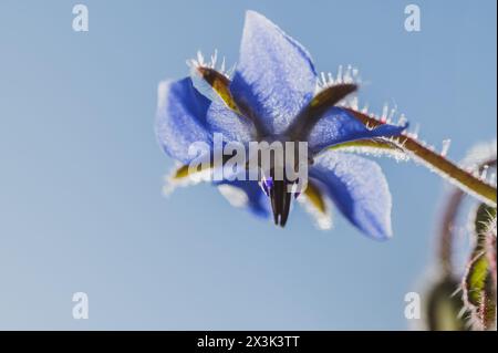 Detail der blauen Borretschblüten (Borago officinalis) auf dem Feld bei Sonnenuntergang im Frühling Stockfoto