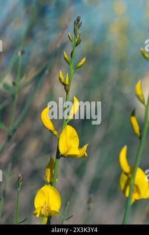 Detail der gelben und duftenden Gayomba (Spartium junceum) Blüten auf dem Feld Stockfoto