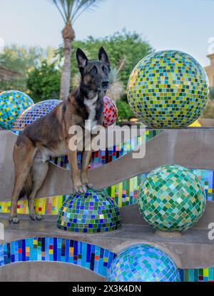 Brauner belgischer Malinois-Hund bei einer Außenskulptur, der für ein Porträt posiert Stockfoto