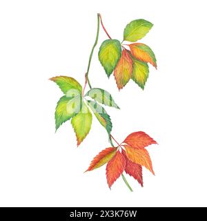 Handgezeichnete Aquarelllustration von Blättern mädchenhafte Trauben mit Herbstblättern auf weißem Hintergrund, Sammlung von gelben Blättern Elementen - für Sträuße. Stockfoto