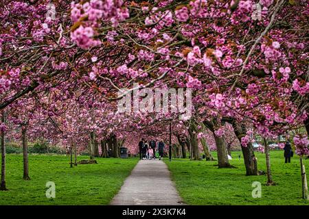 Ein malerischer Blick auf einen von blühenden Kirschblüten gesäumten Weg in einem Park, wo die Menschen spazieren gehen und die leuchtenden rosa Blumen genießen. Stockfoto