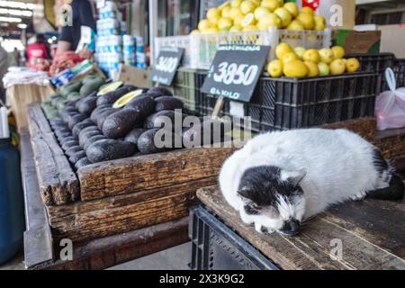 Santiago, Chile - 26. November 2023: Eine Katze schläft auf einem Marktstand im Mercado La Vega im Zentrum von Santiago Stockfoto