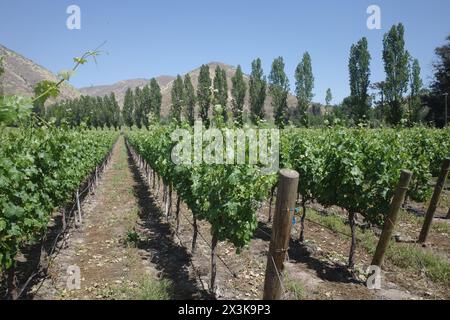 Santiago, Chile - 25. November 2024: Trauben in den Santa Rita Vineyards, Maipo, Chile Stockfoto